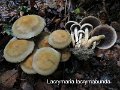 Lacrymaria lacrymabunda-amf1065